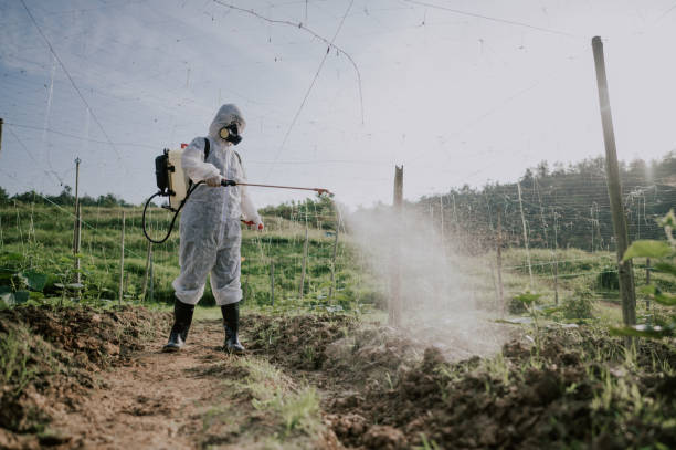 Best Termite Control Services  in Placitas, NM