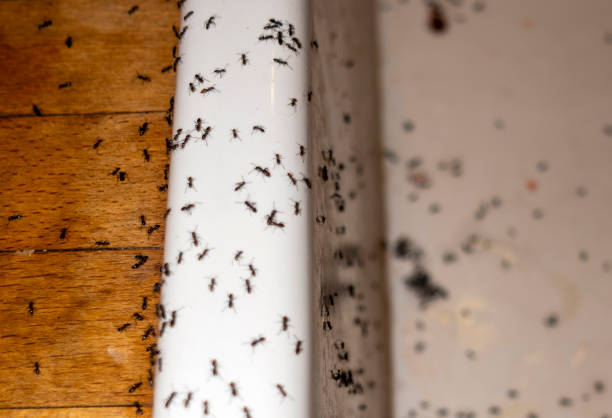 Pest Control for Restaurants in Placitas, NM