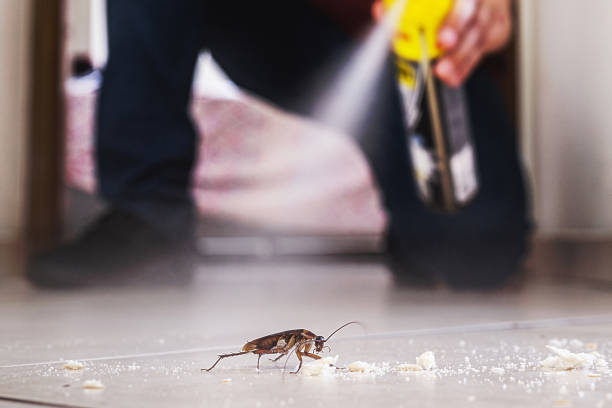 Best Mosquito Control Services  in Placitas, NM