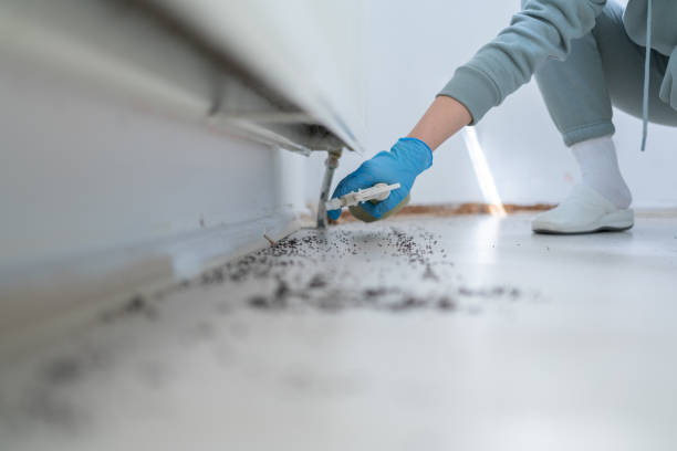 Flea Control Services in Placitas, NM